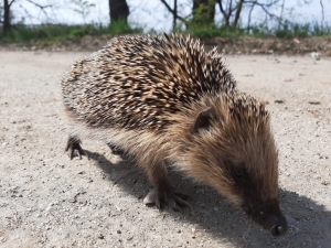 WhatsApp Image 2020-04-18 at 14.13.59.jpeg 